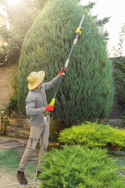 Best Tree Removal Services  in Coachella, CA